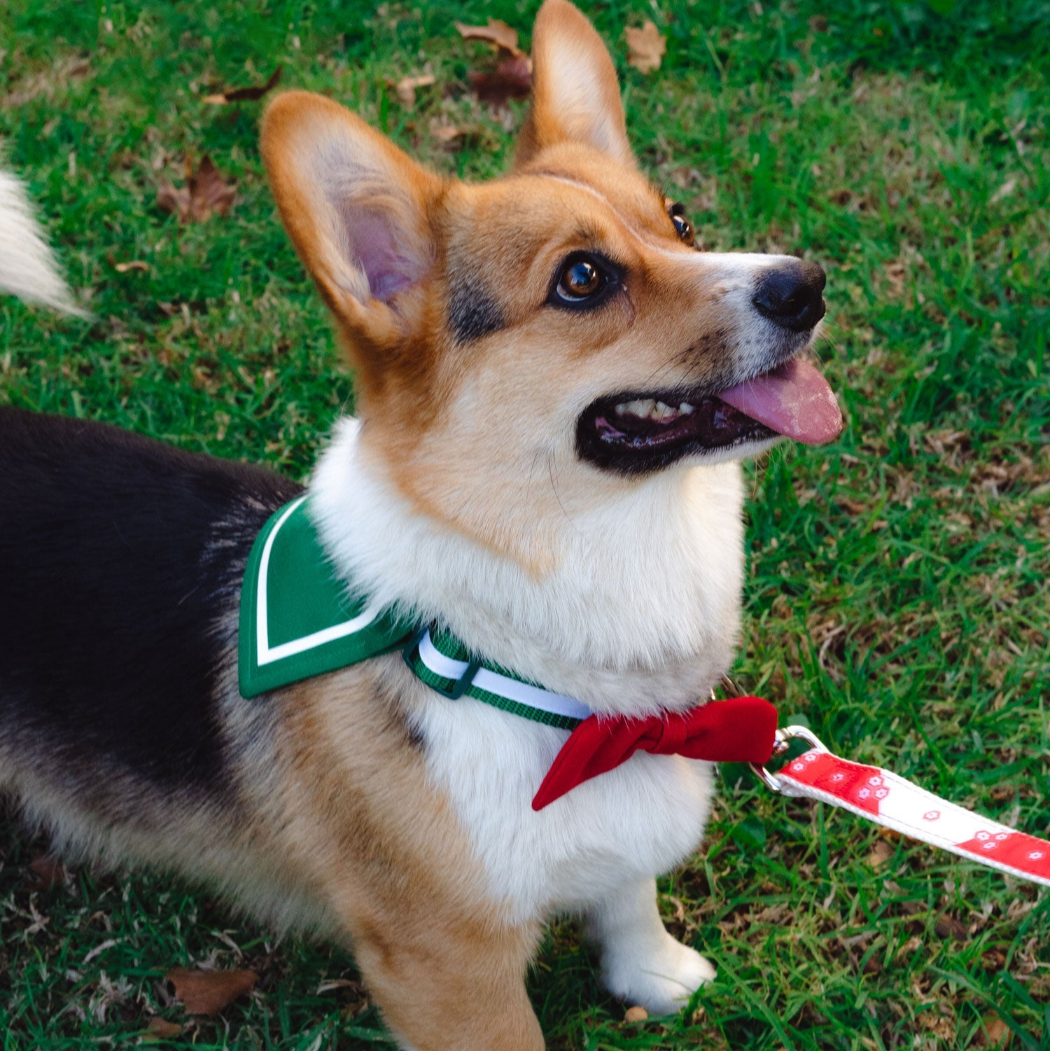 Medium-sized Kagome-themed dog collar featuring anime-inspired design and durable materials.