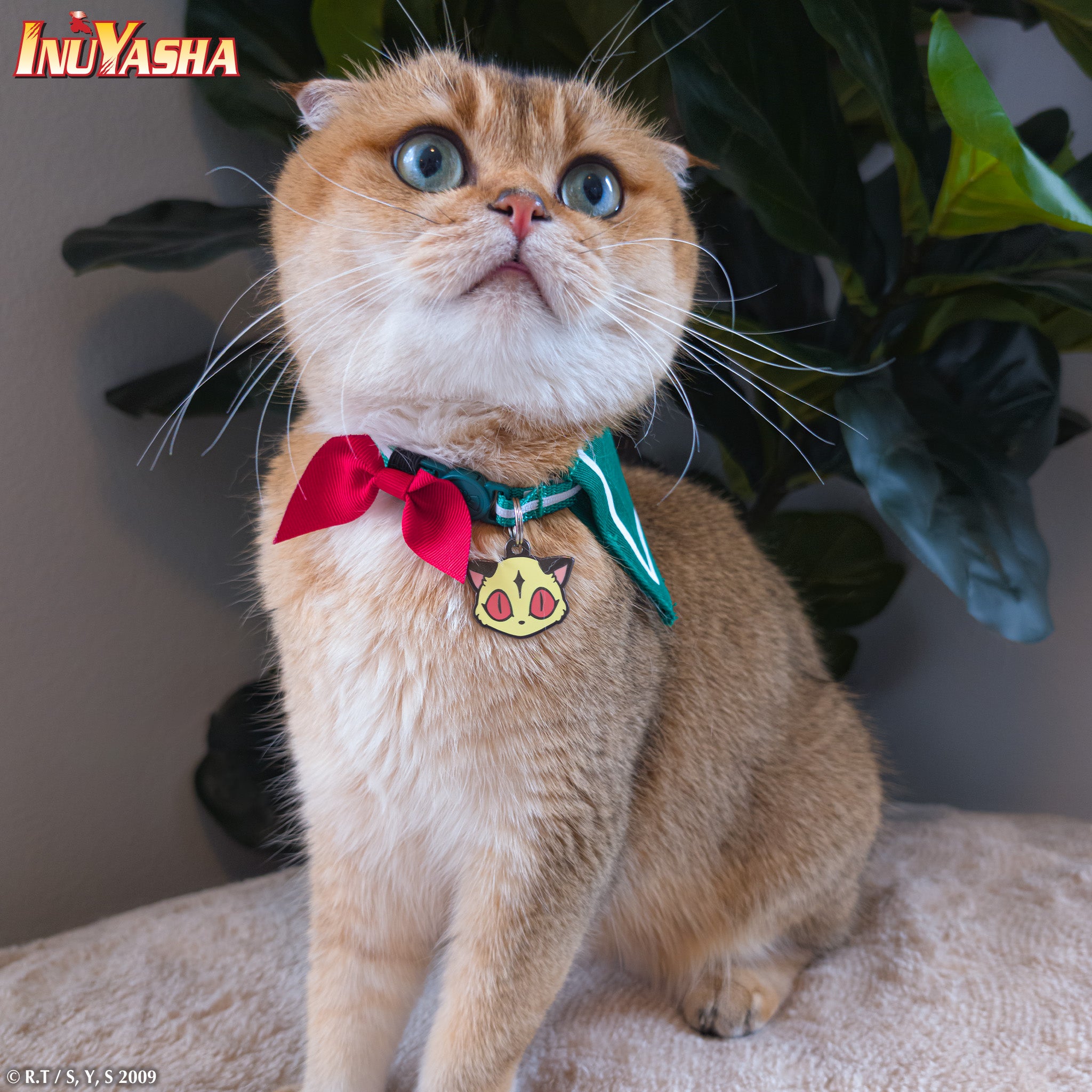 Cat wearing Kirara Pet Tag and Kagome Cosplay Collar by Pawsonify, inspired by Inuyasha.