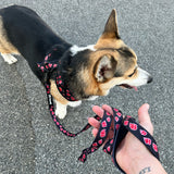 Dog wearing Akatsuki (M) Harness and 1" x 6' Akatsuki Leash.