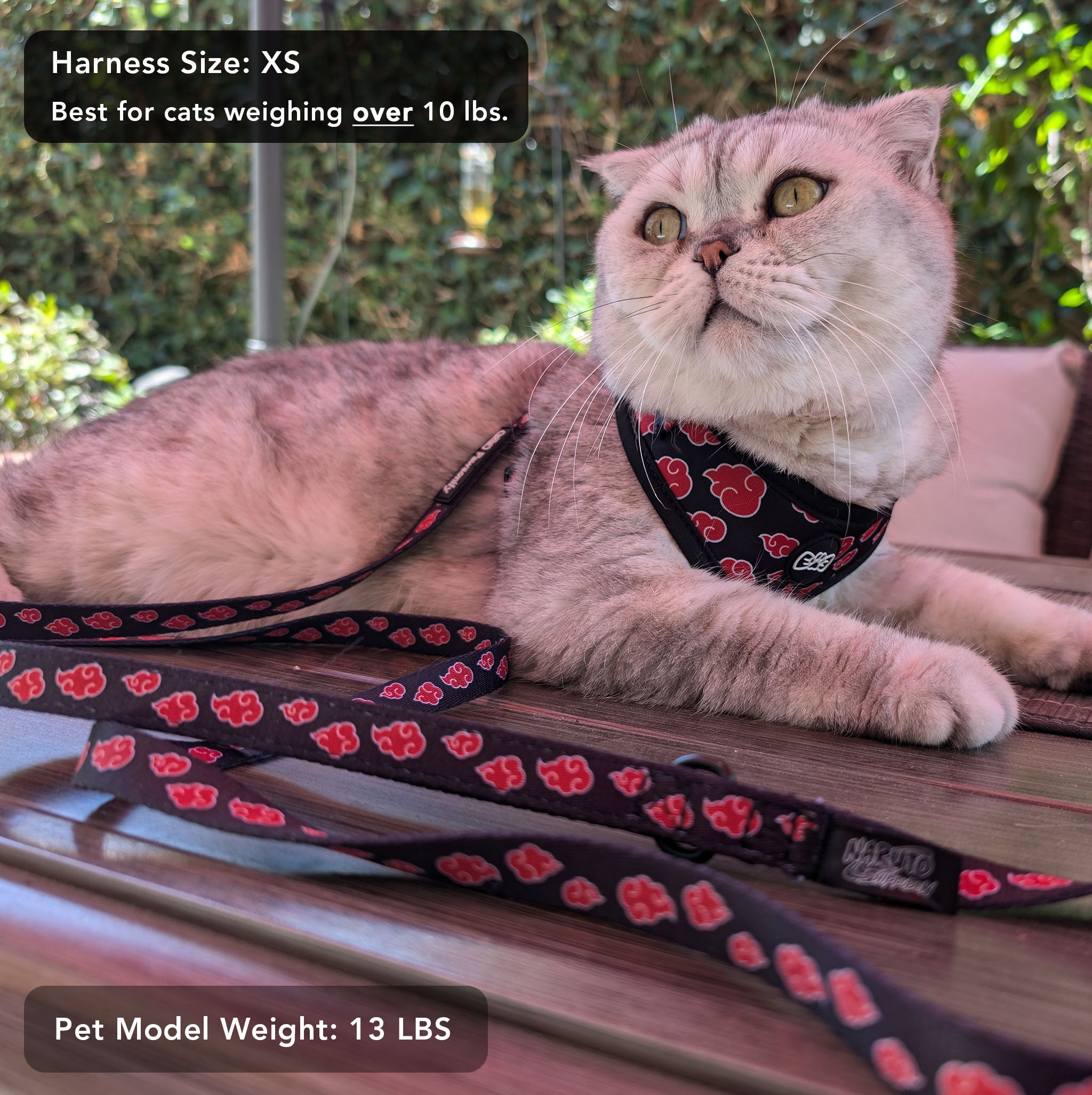 Cat wearing a Pawsonify XS Akatsuki Harness, showcasing the fit for slightly larger pets.