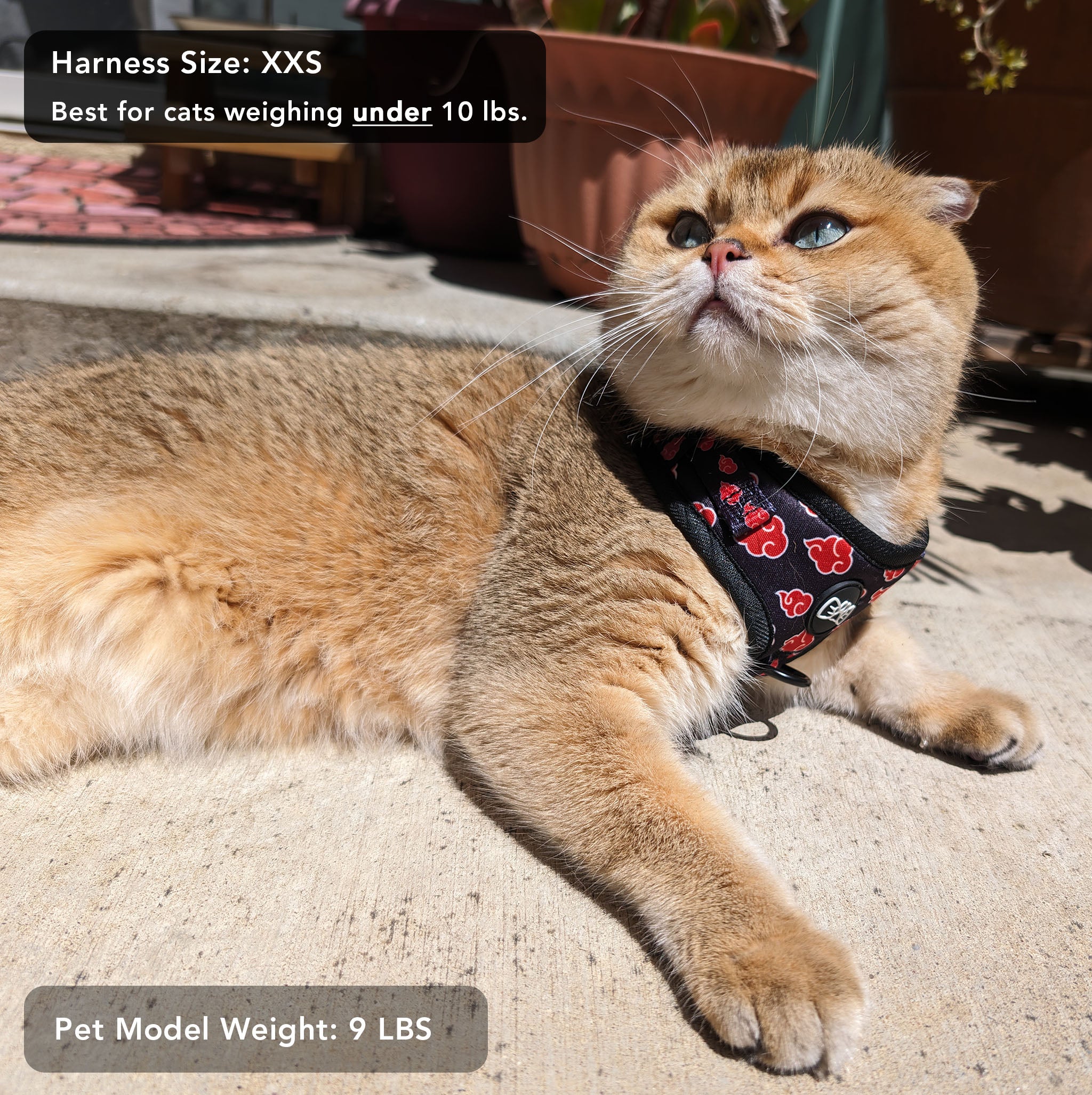 Cat wearing a Pawsonify XXS Akatsuki Harness, showcasing the fit for smaller pets.