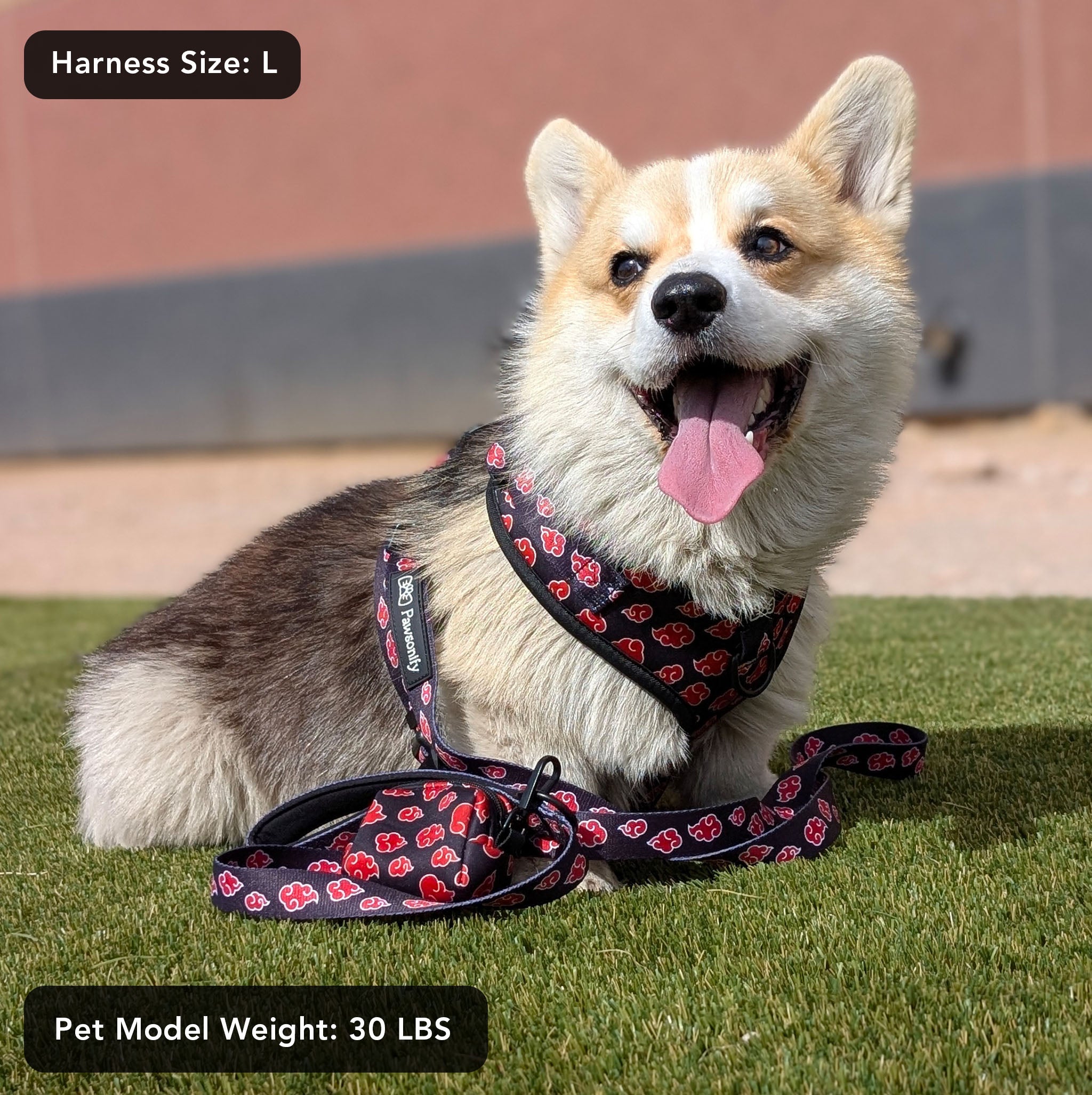 A small dog wearing the Naruto Shippuden Akatsuki Harness (L size), showcasing the black harness with red cloud patterns. The adjustable straps ensure a snug fit, and the sturdy buckles provide security. A must-have for anime fans with pets.