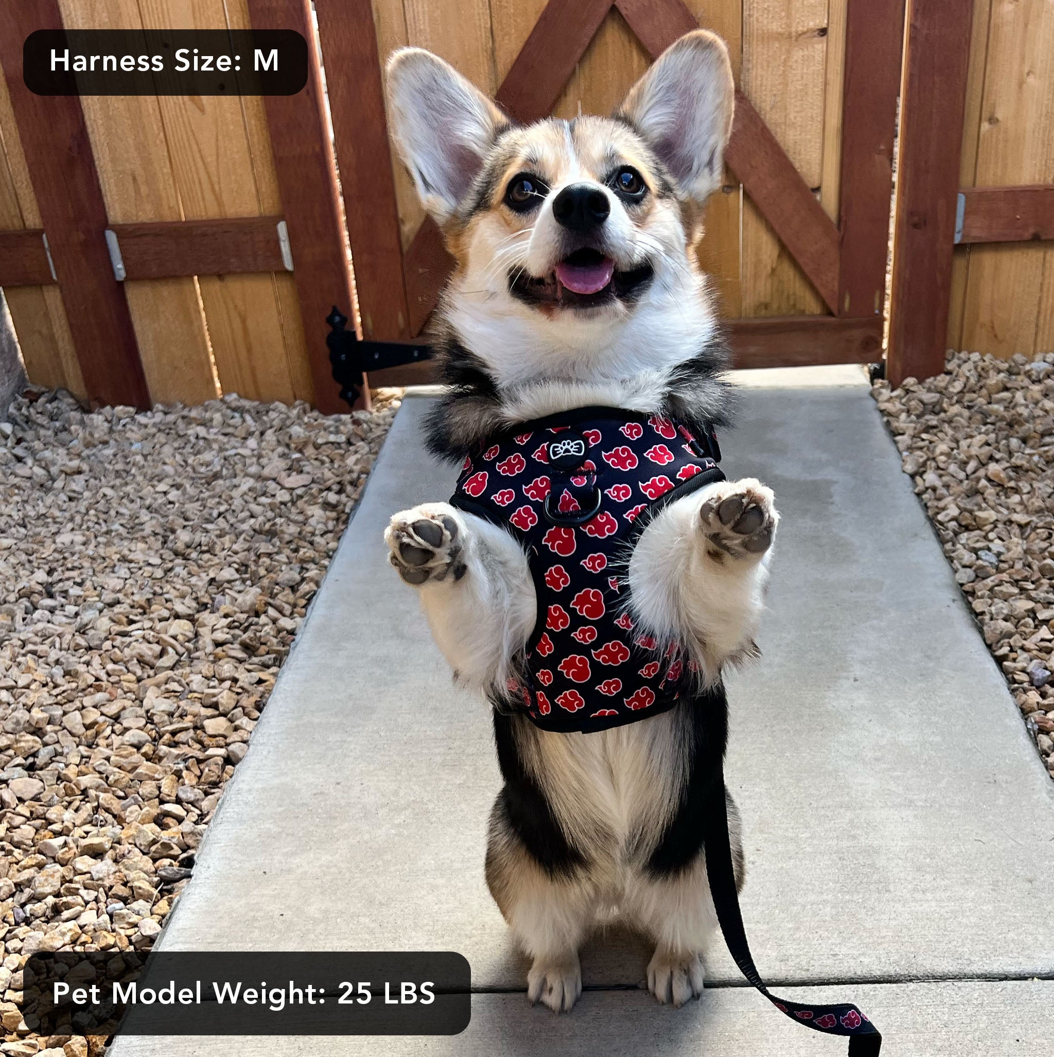 A small dog wearing the Naruto Shippuden Akatsuki Harness (M size), showcasing the black harness with red cloud patterns. The adjustable straps ensure a snug fit, and the sturdy buckles provide security. A must-have for anime fans with pets.