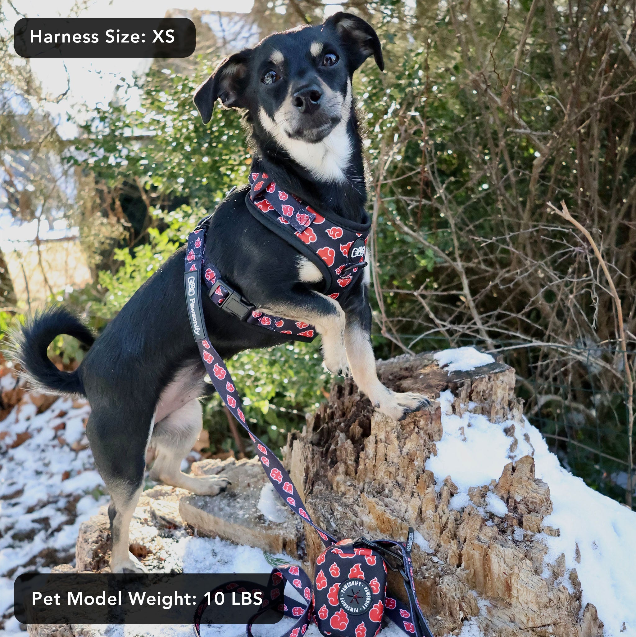 A small dog wearing the Naruto Shippuden Akatsuki Harness (XS size), showcasing the black harness with red cloud patterns. The adjustable straps ensure a snug fit, and the sturdy buckles provide security. A must-have for anime fans with pets.