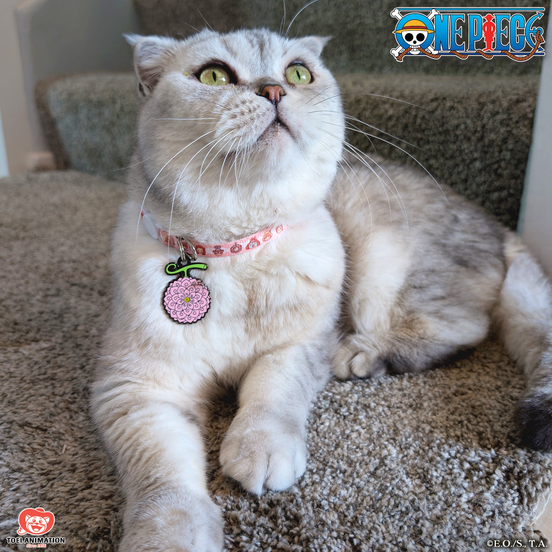 Cat sitting gracefully while wearing an Egghead-themed One Piece collar, paired with a Flower-Flower Fruit Pet Tag, showcasing the intricate design.