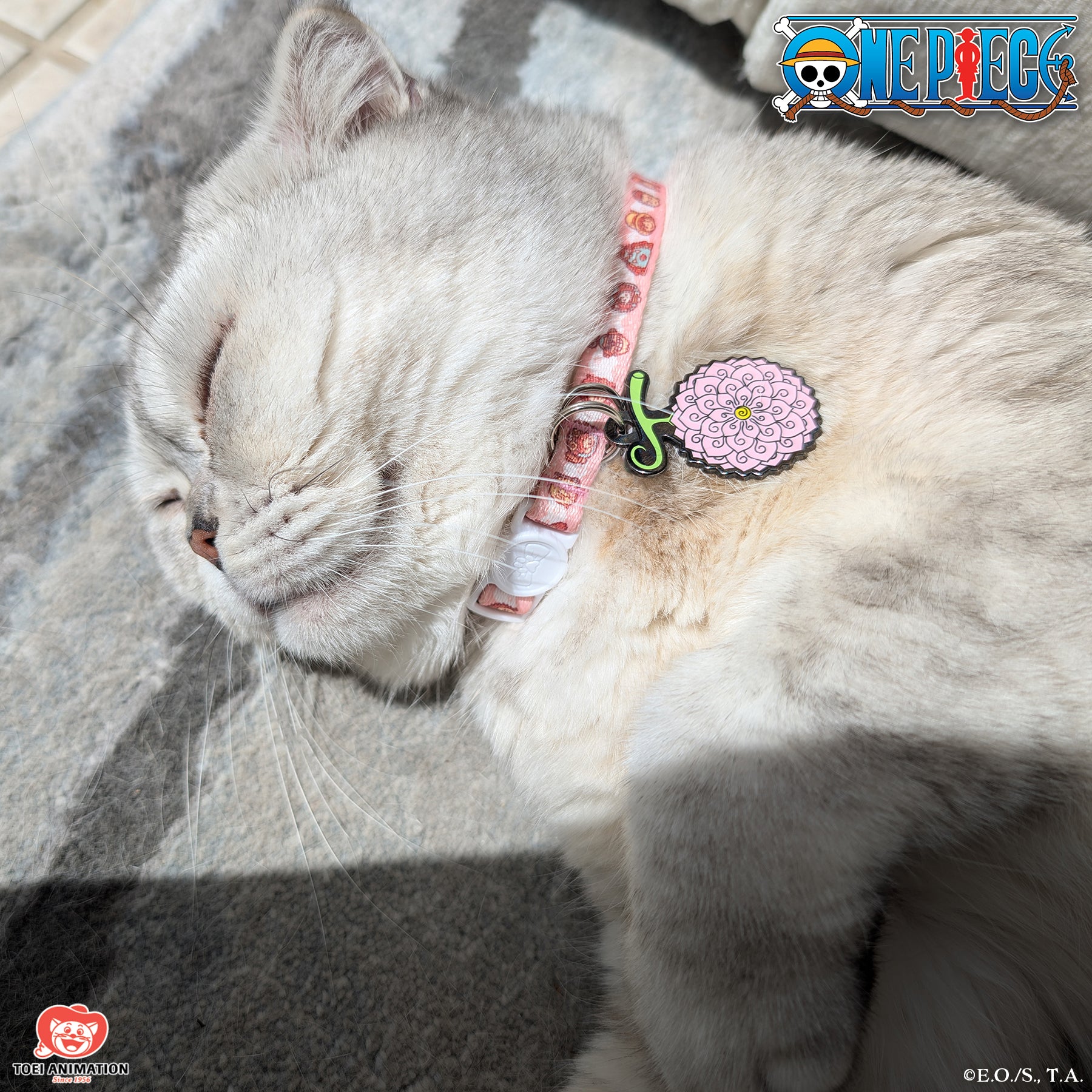 Cat peacefully sleeping while wearing an Egghead-themed One Piece collar, paired with a Flower-Flower Fruit Pet Tag, highlighting the detailed design.