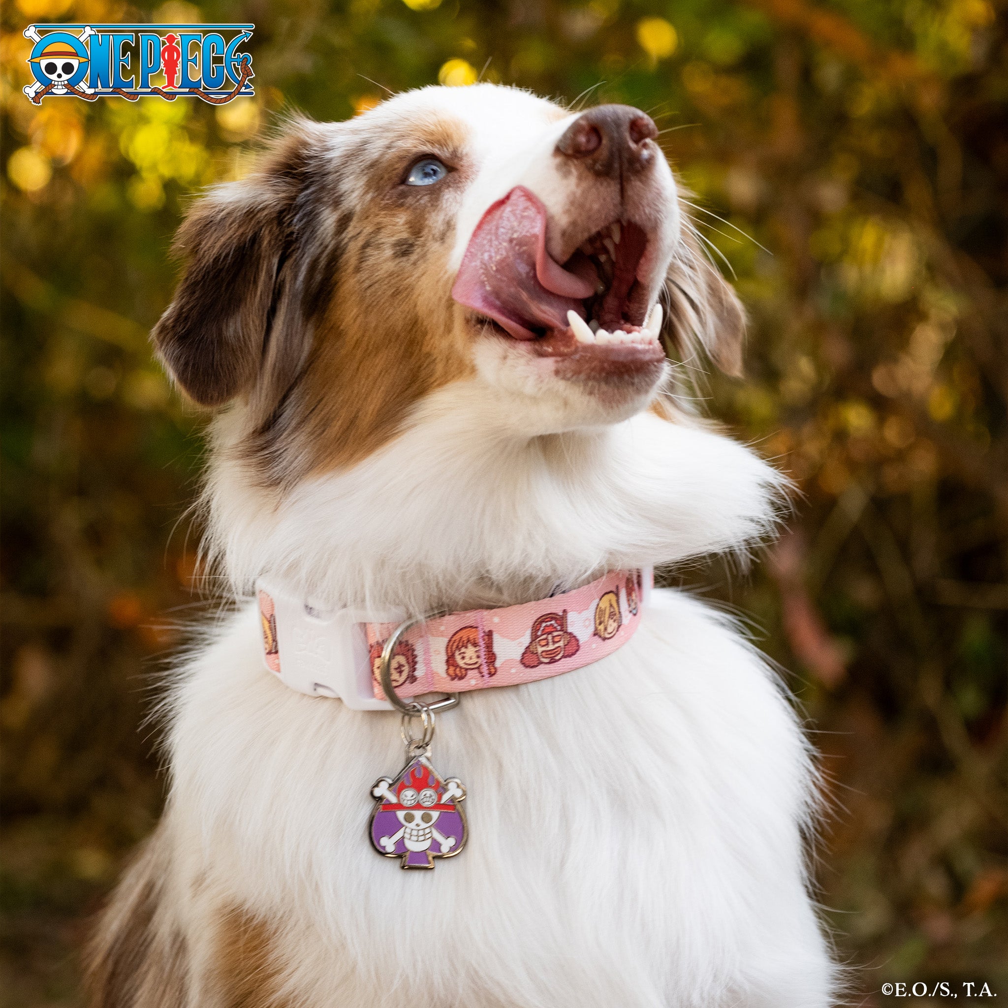 Dog wearing a medium Egghead-themed One Piece collar, playfully licking its lips while sitting in a bright setting.