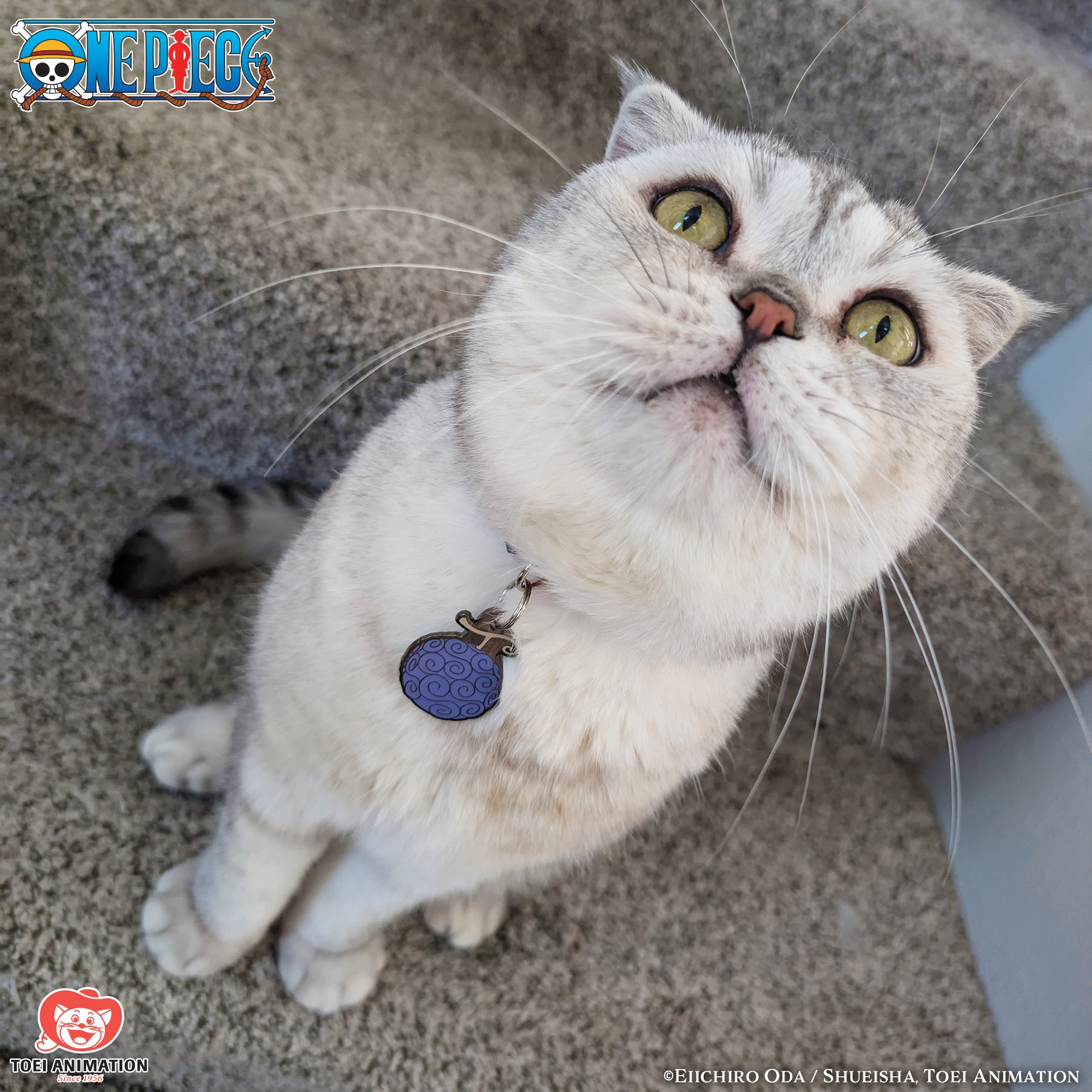 Cat looking up at the camera, showing off the Gum-Gum Pet Tag they are wearing.