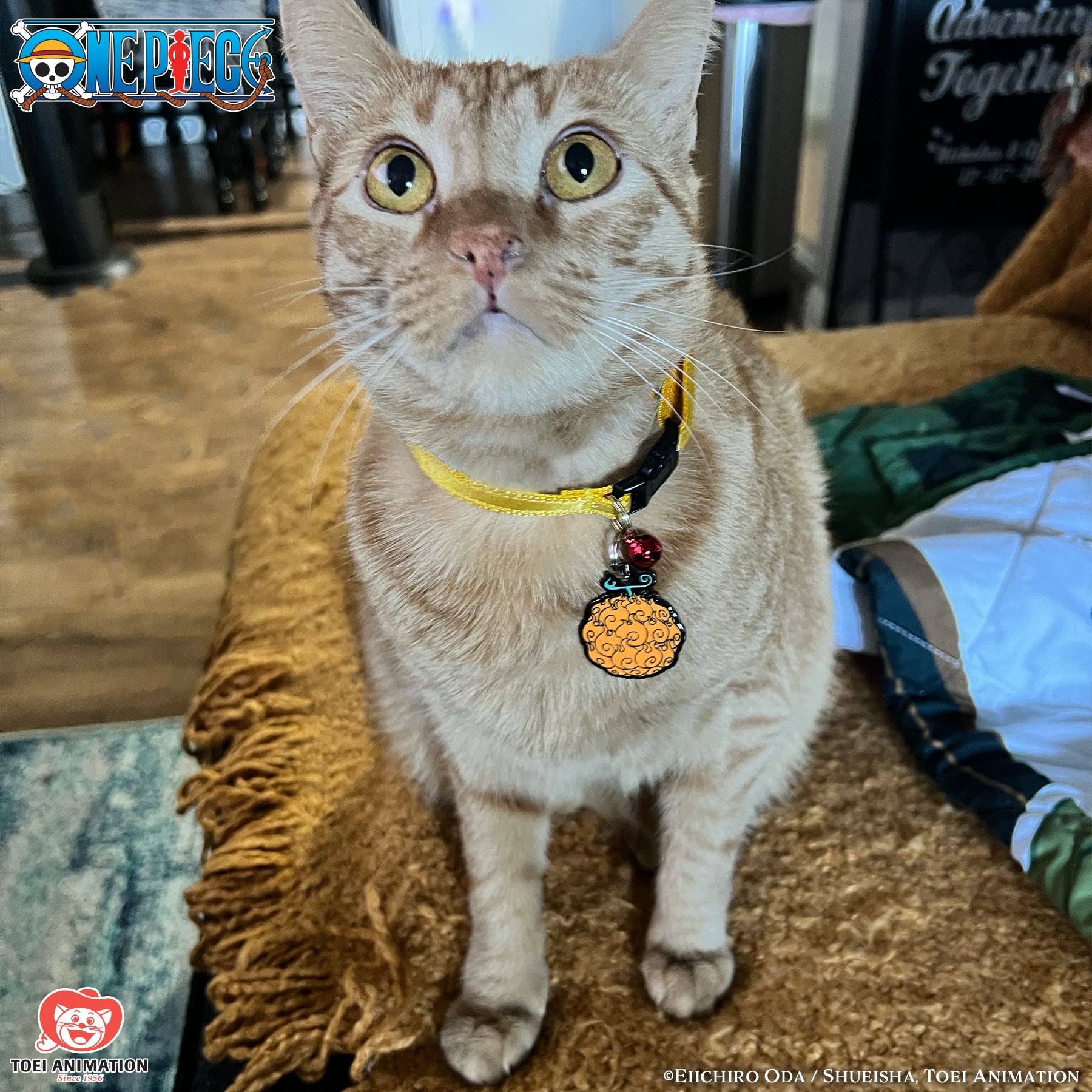 Cat wearing a collar and the Flame-Flame Fruit Pet Tag.