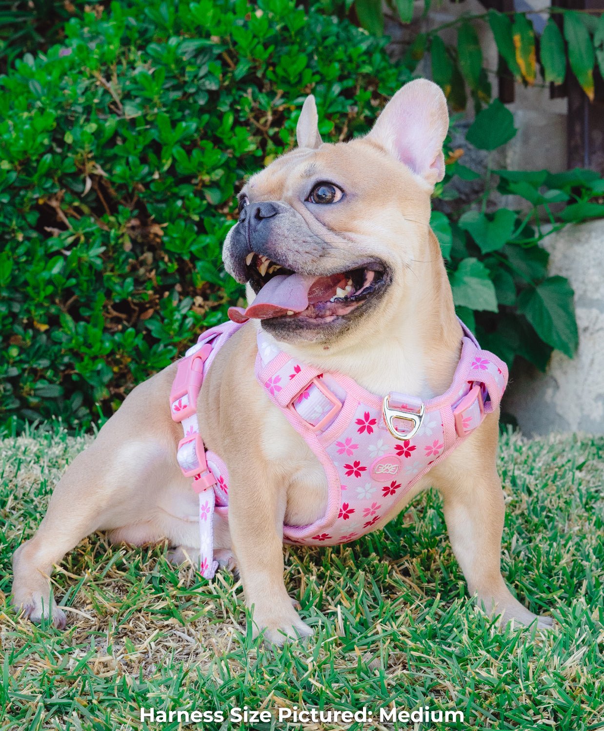 B-GRADE - Cherry Blossom Harness (ALL SALES FINAL) - Pawsonify