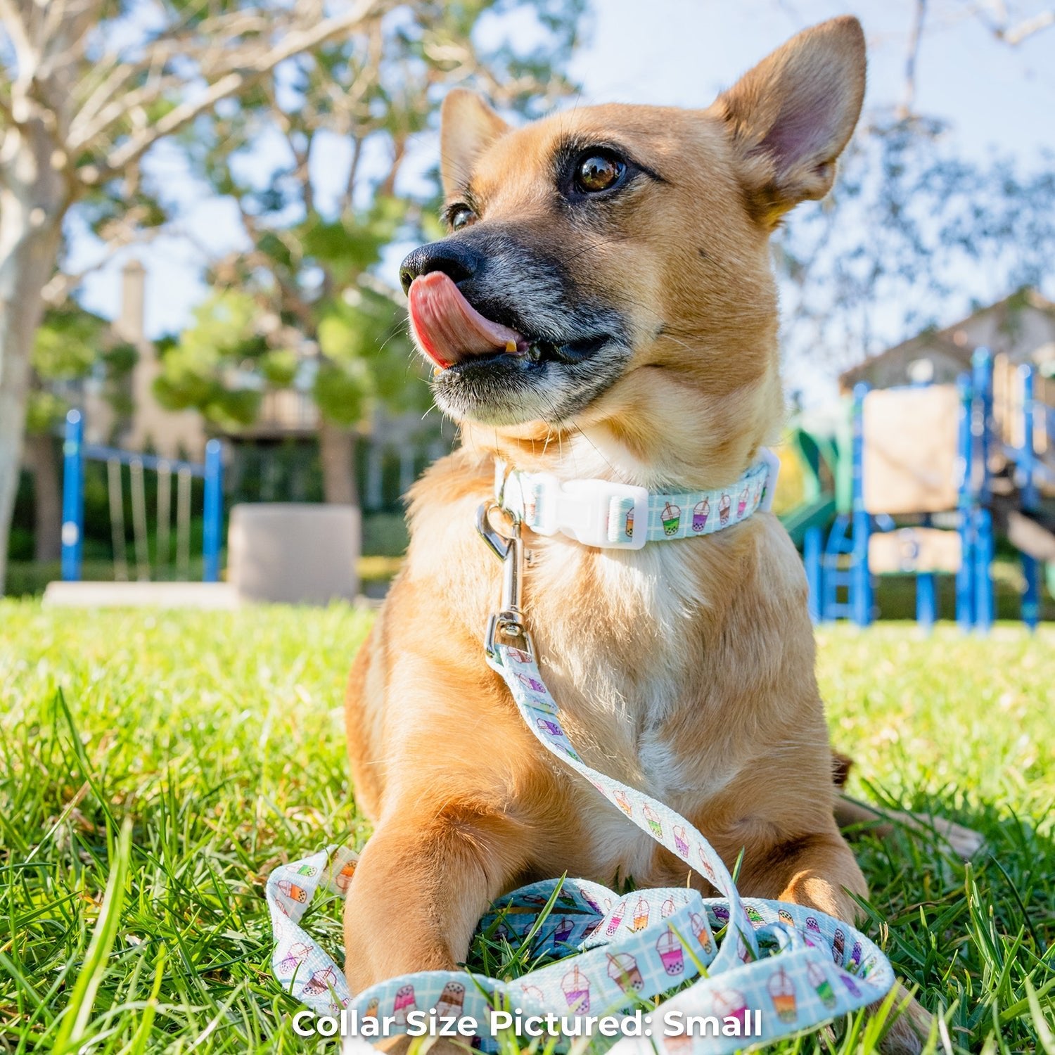 Boba Collar - Pawsonify