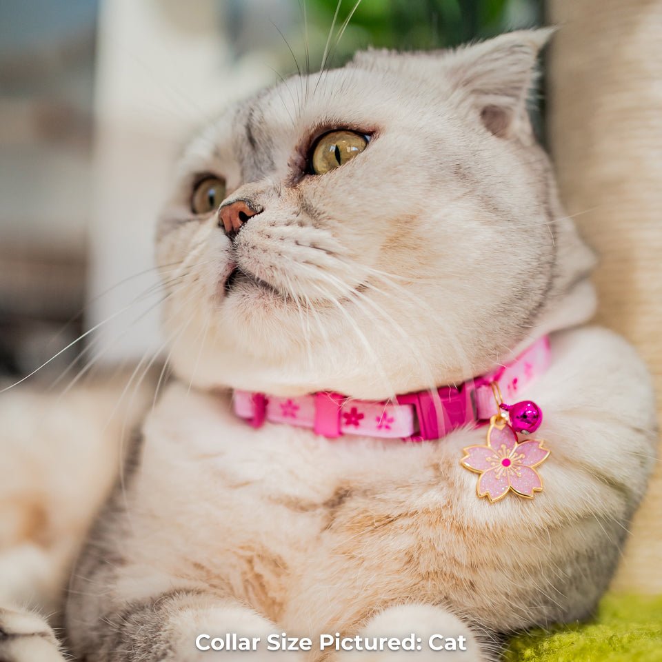 Cherry Blossom Collar - Pawsonify