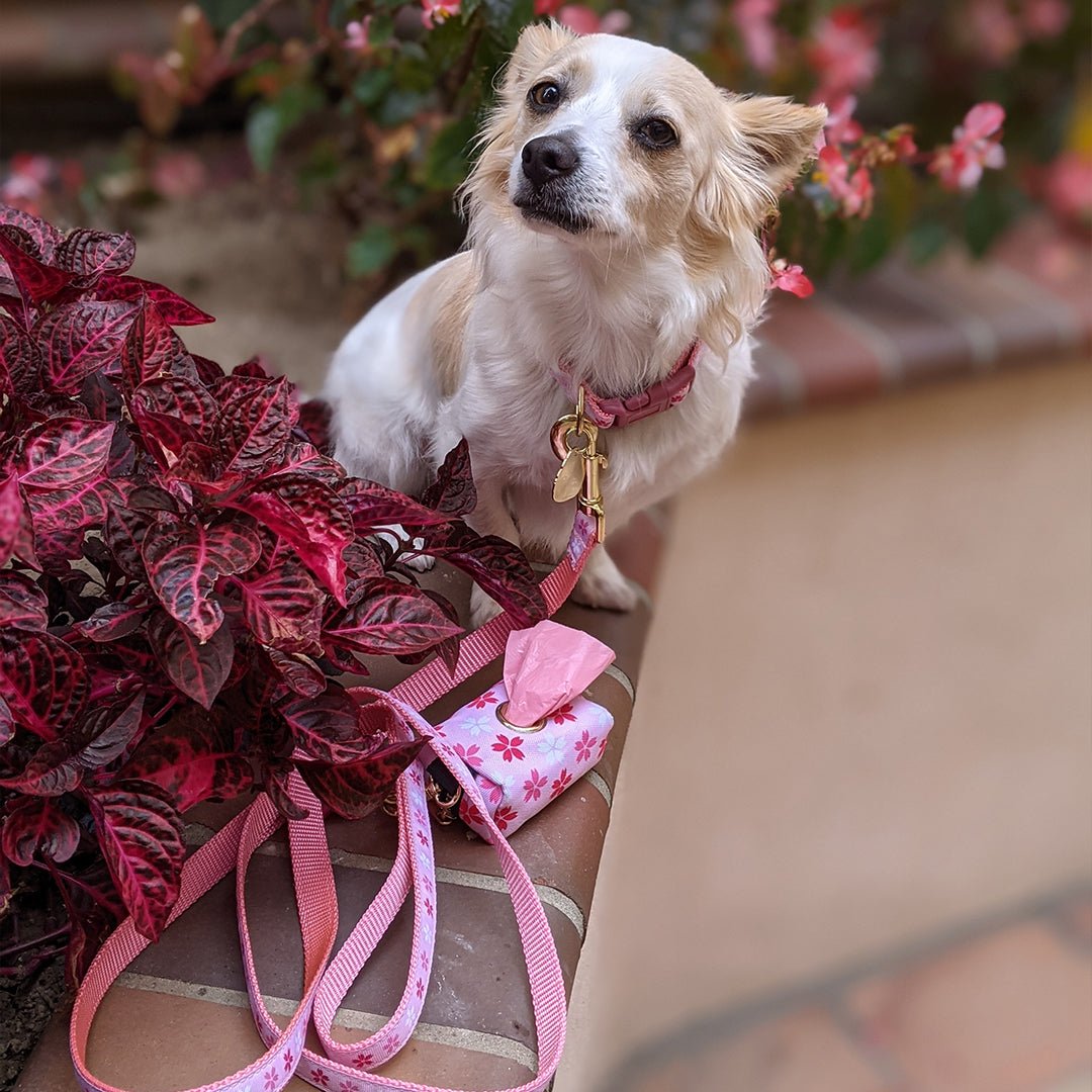 Cherry Blossom Leash