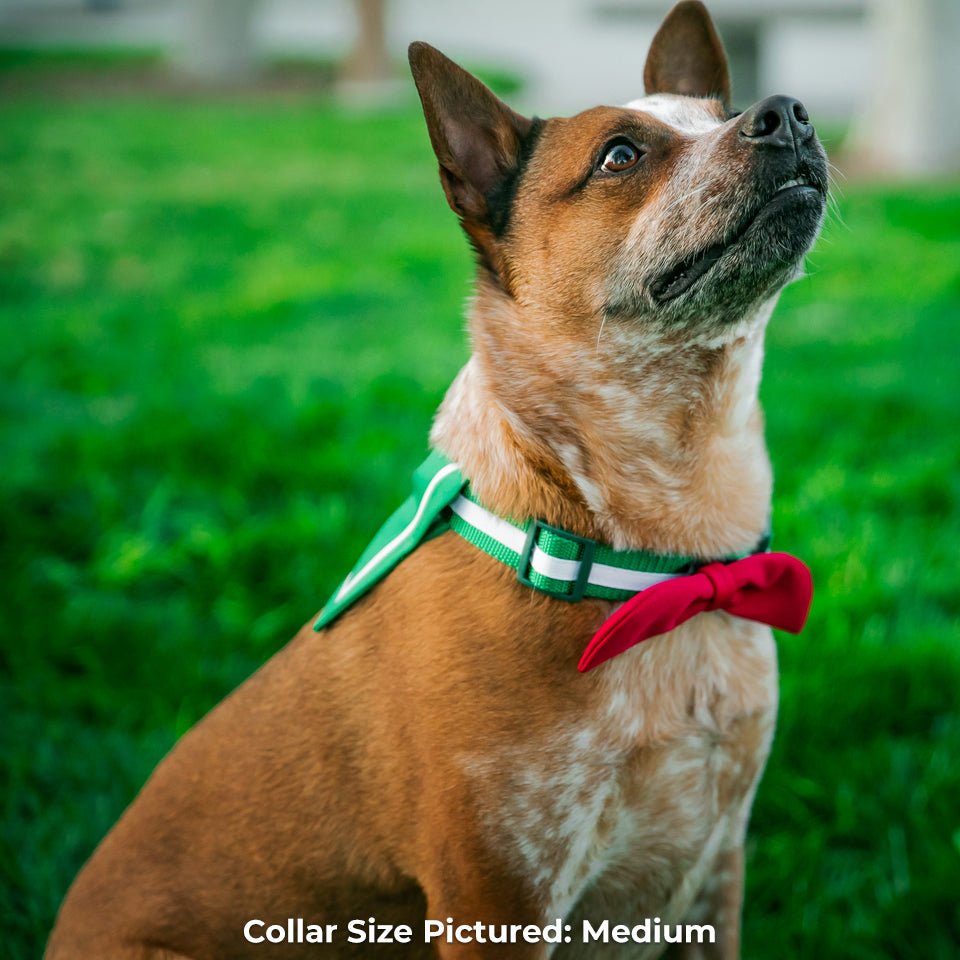 Medium-sized Kagome-themed dog collar featuring anime-inspired design and durable materials.