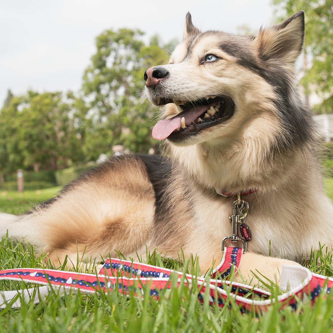 Inuyasha Leash