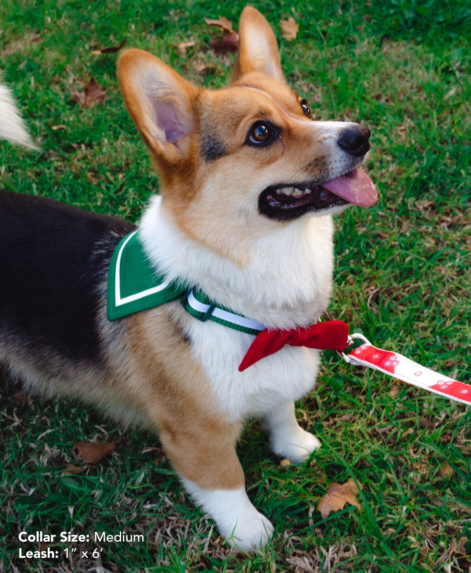 Kagome Collar - Pawsonify