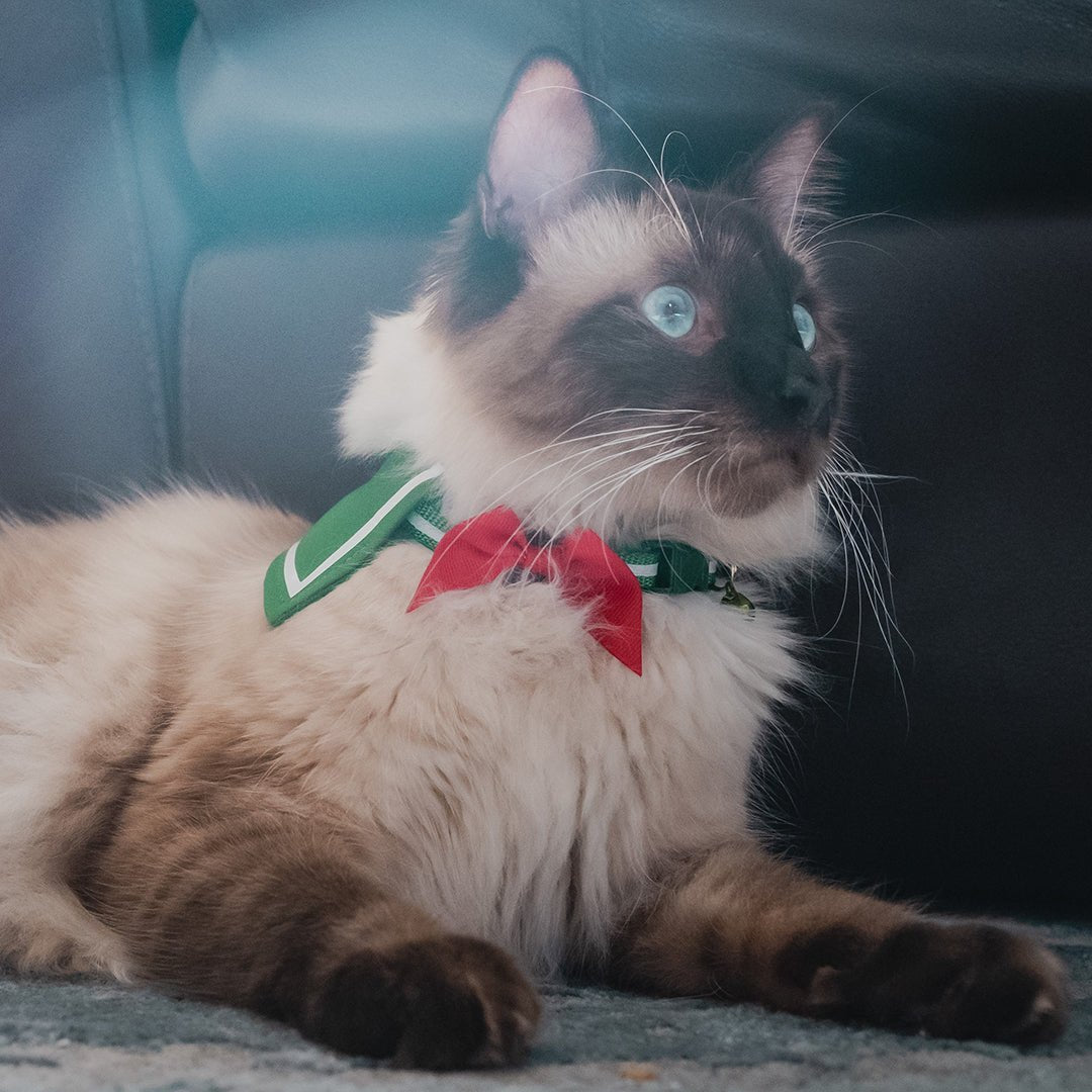 Kagome Collar - Pawsonify