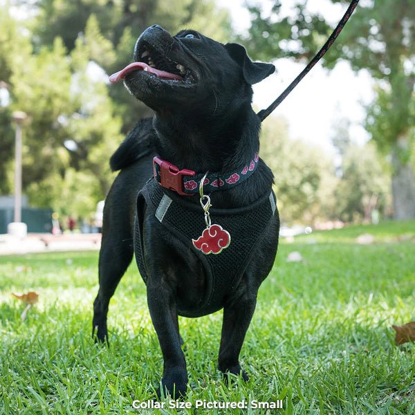 Dog wearing Naruto Shippuden Akatsuki Dog Collar