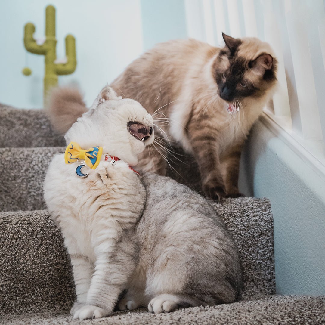 Officially Licensed Inuyasha Pet Collar - Sesshomaru Collar for Cats and Dogs